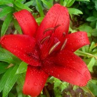 Ли..летом в капельках дождя :: Елена Семигина