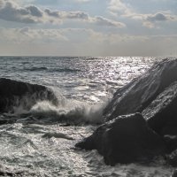 пробилась :: РозаВетроф 