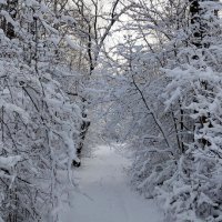 Снежный день!!! :: Радмир Арсеньев