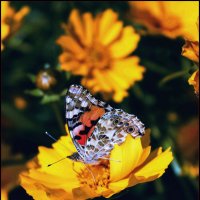 * :: Александр 