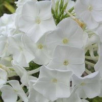 Флоксы :: Freddy 97