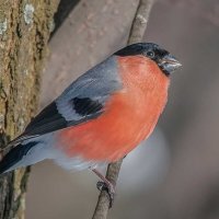 Снегирь. :: Nik Lovec