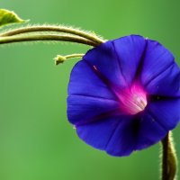 Цветы ушедшего лета :: Юрий. Шмаков Цветы ушедшего лета :: Юрий. Шмаков