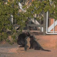 *** :: Елена Алексеева