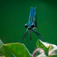 Красотка блестящая :: Николай Соколухин