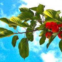 Дички :: Наталья 