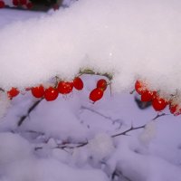 Ветка барбариса :: Сергей Кочнев