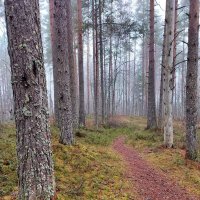 Поздней осенью в лесу :: Ирина Поздней осенью в лесу :: Ирина