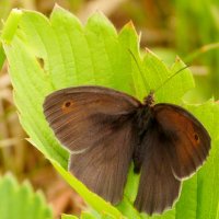 опять про бабочек...86 :: Александр Прокудин