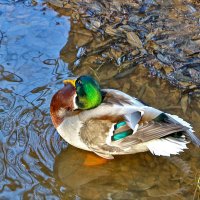 Красавец :: Светлана 