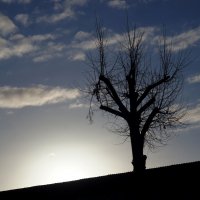 Рассветная графика... :: Сергей Порфирьев