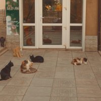 Кто последний? :: Елена Алексеева