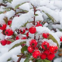 ... :: Светлана Ищенко