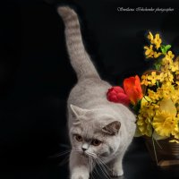 Британский котёнок – это символ утонченного аристократизма. :: Светлана Ищенко