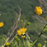 Цветы Долины. Горы :: Рустам Кашапов