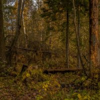 Чем дальше тем больше. :: Николай Чем дальше тем больше. :: Николай
