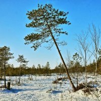 Жизнь на болоте...наперекосяк! :: Владимир 