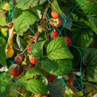 21 ноября 2025 Малина :: Игорь Сикорский 21 ноября 2025 Малина :: Игорь Сикорский