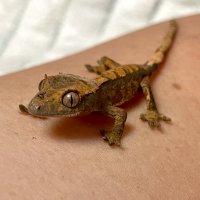 Прогулка :: Ален Янн