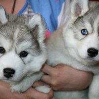 Хаски :: Андрей Л. В. Хаски :: Андрей Л. В.