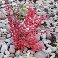 Цветы. :: Владимир Драгунский