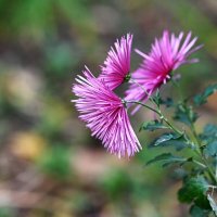 Ещё держатся... :: Николай Саржанов