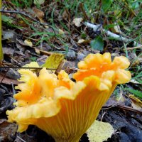 Лисичка в оборочках. :: nadyasilyuk Вознюк