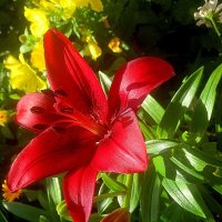 Ли...летом :: Елена Семигина Ли...летом :: Елена Семигина