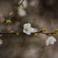Цветок вишни в начале весны :: Анастасия Ильина