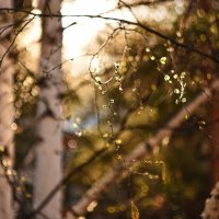 Солнце согревает берёзу ранней весной :: Анастасия Ильина