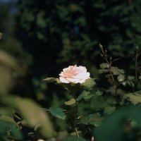 Нежный цветок :: Анастасия Ильина Нежный цветок :: Анастасия Ильина