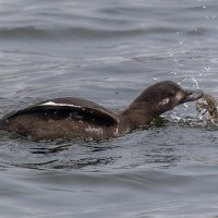 турпан. :: юрий макаров турпан. :: юрий макаров