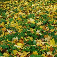 Ноябрь :: Рита Симонова