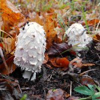 Грибной сезон продолжается..:-) :: Андрей Заломленков