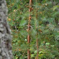 МИХАЙЛОВСКОЕ. :: Виктор Осипчук