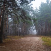 Туман в соснах :: Александр Синдерёв