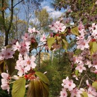 Сакура :: Маргарита Б