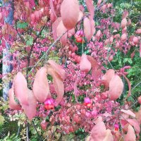 Бересклет :: Маргарита Б