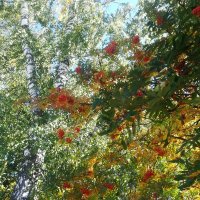 То берёзка, то рябина :: Маргарита Б