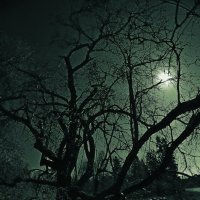Лунная ночь :: mihail 