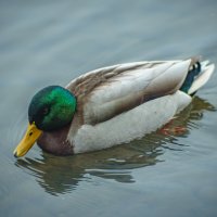 Селезень :: Алексей Копцев Селезень :: Алексей Копцев