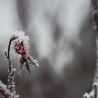 В сахаре... :: Галина Ильясова