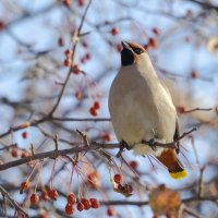 Свиристель :: Виктор Иванович Чернюк Свиристель :: Виктор Иванович Чернюк