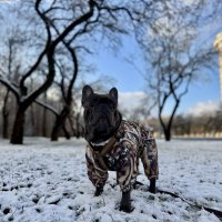 тигр :: Анна Камс тигр :: Анна Камс