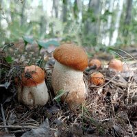 Семейное фото... :: Ирина *