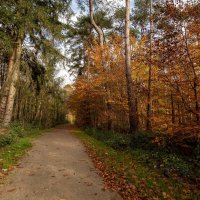 По лесопарку... :: Николай Гирш По лесопарку... :: Николай Гирш