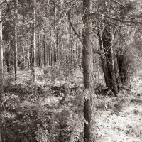 Фотография :: Денис Безногов