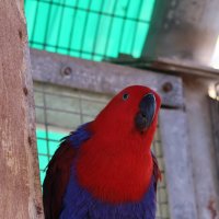 Попугай эклектус :: Аркадий Басович