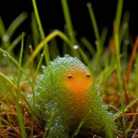 Микрокосм 2 :: дмитрий мякин