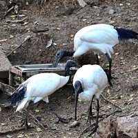 Австралийские чибисы :: Аркадий Басович